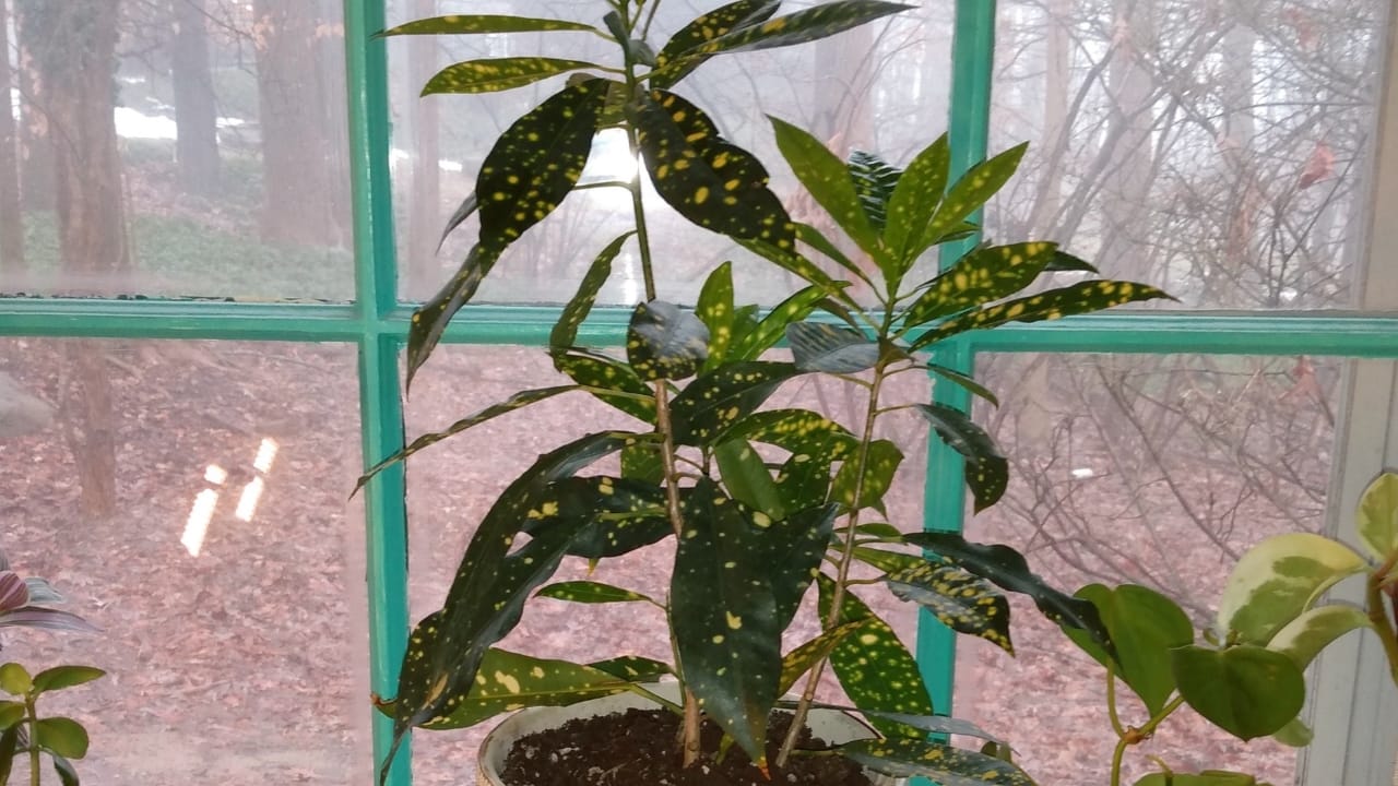 Green Thumb Magic: Gold Dust Croton Plant Care Simplified - Codiaeum variegatum Croton Gold Dust