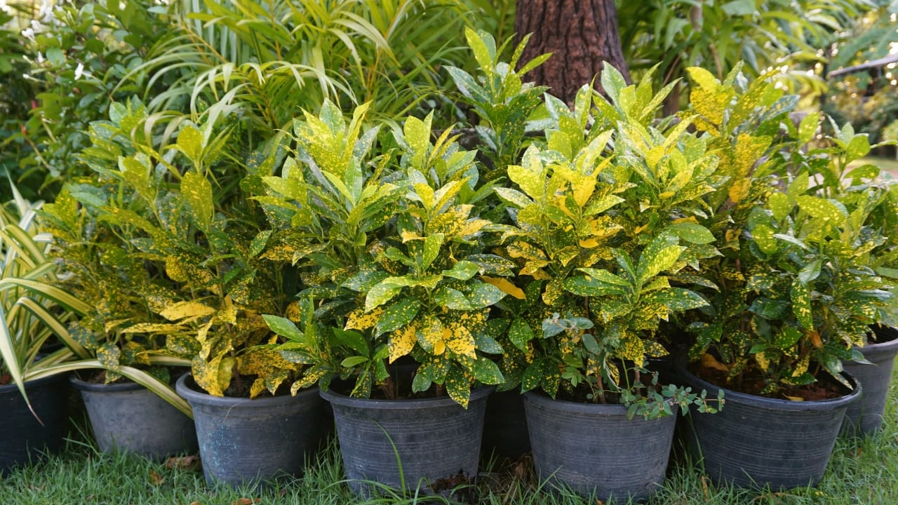 Green Thumb Magic: Gold Dust Croton Plant Care Simplified - Croton Gold Dust s1217720941
