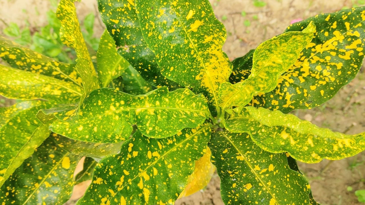 Green Thumb Magic: Gold Dust Croton Plant Care Simplified - Croton Gold Dust s2401704983