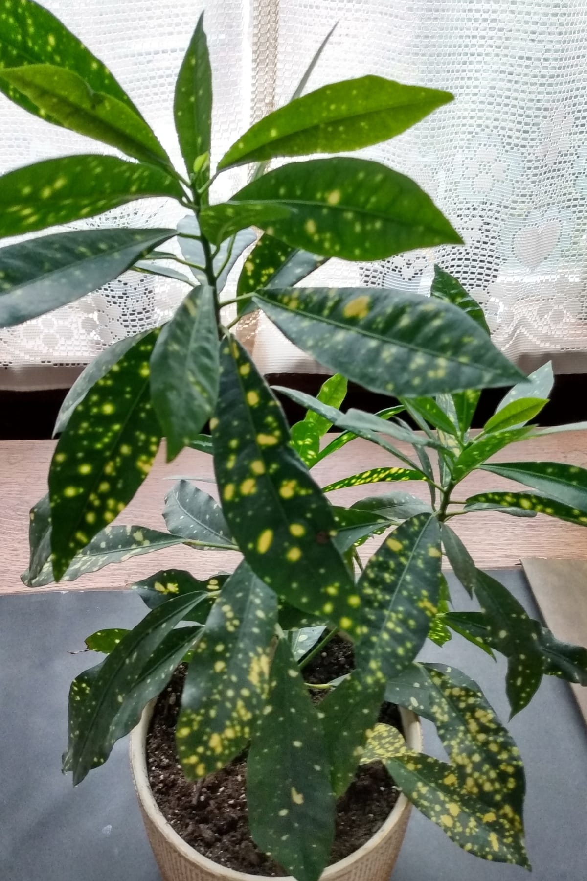 Green Thumb Magic: Gold Dust Croton Plant Care Simplified - Gold Dust Croton Plant in pot