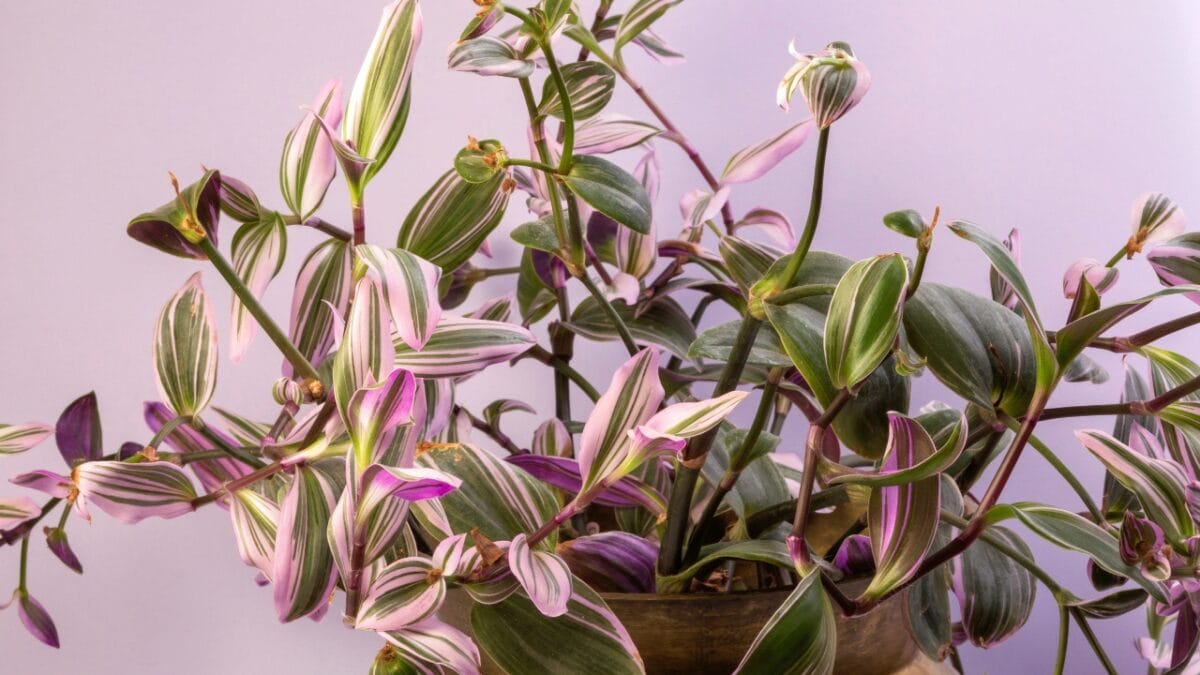16 Pink-Leaf Outdoor Plants to Add a Rosy Glow to Your Garden - Lilac Tradescantia s2260793141