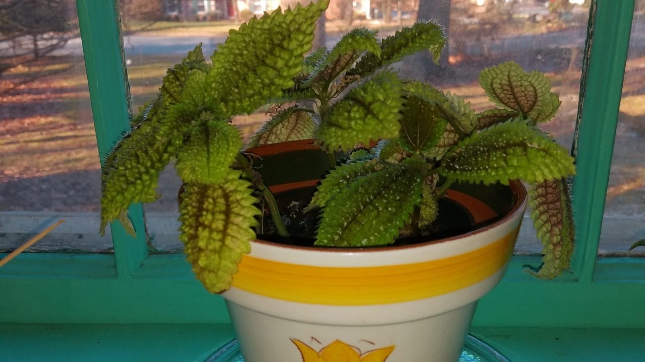 Moon Valley Pilea: 101 Plant Care Guide - Moon Valley Pilea plant 3