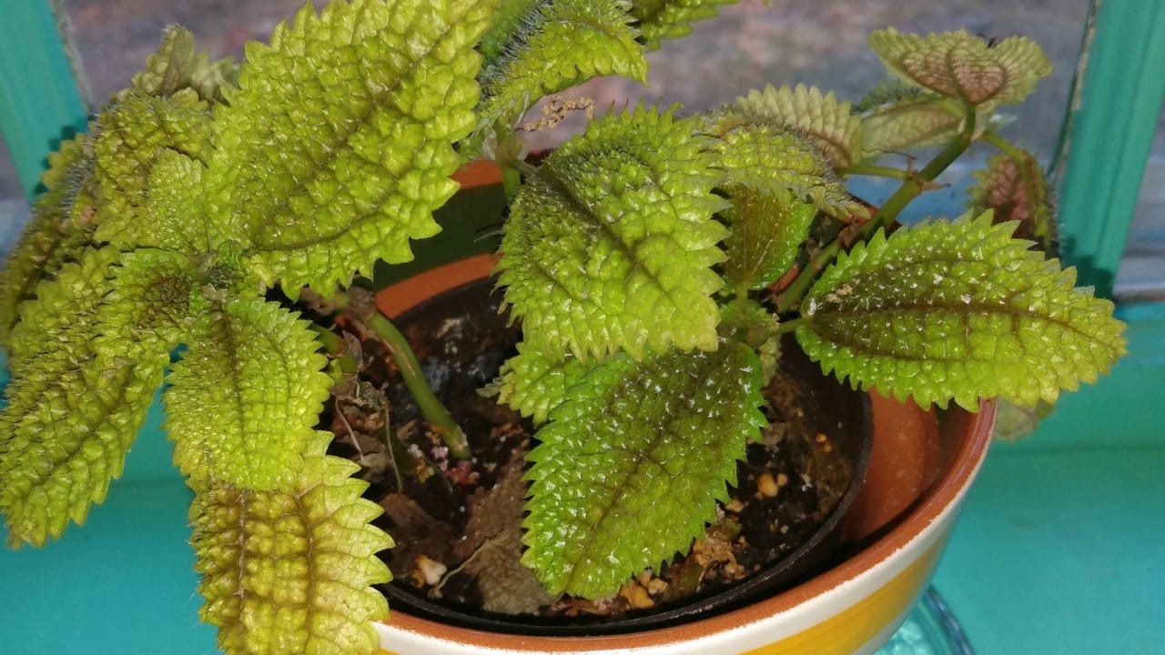 Moon Valley Pilea: 101 Plant Care Guide - Moon Valley Pilea plant 4