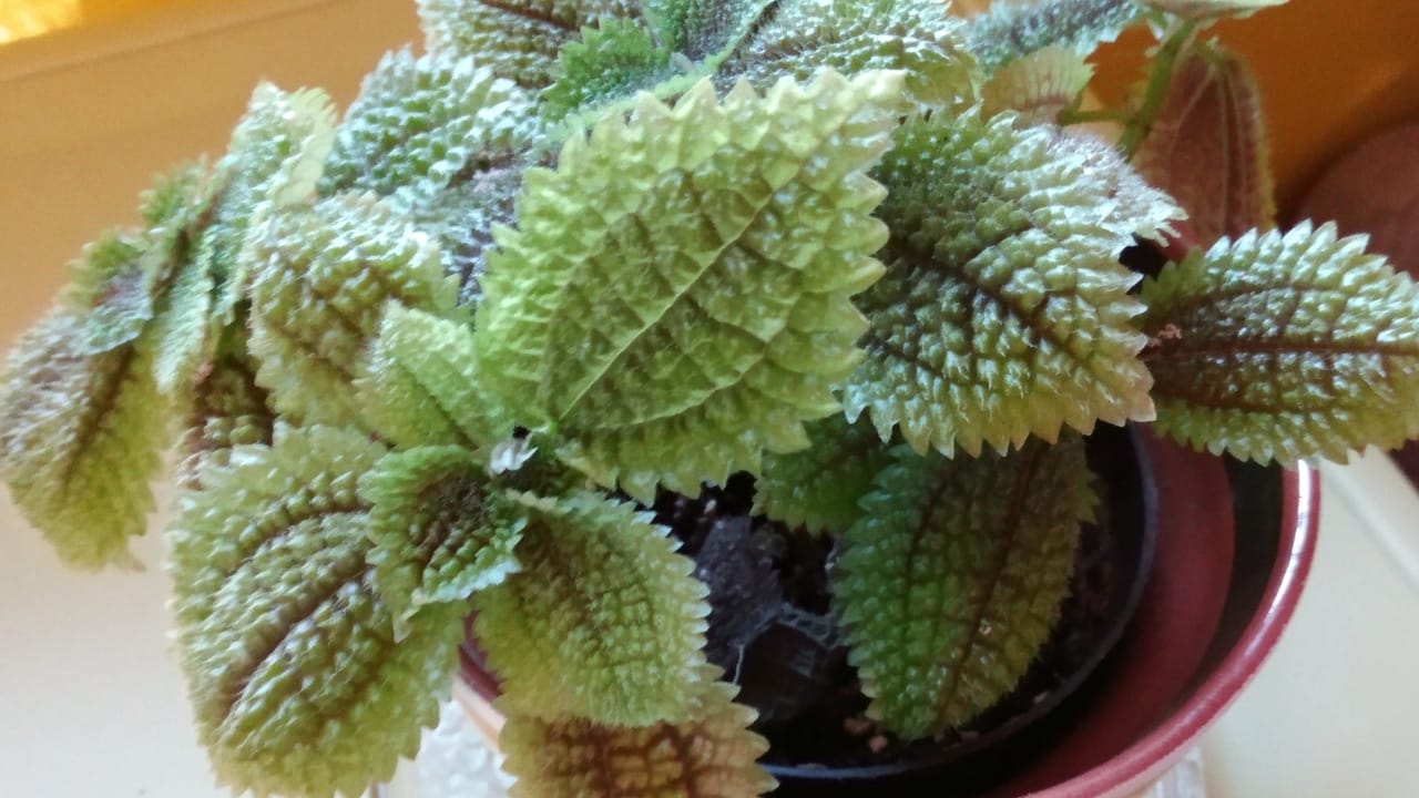 Moon Valley Pilea: 101 Plant Care Guide - Moon Valley Pilea plant