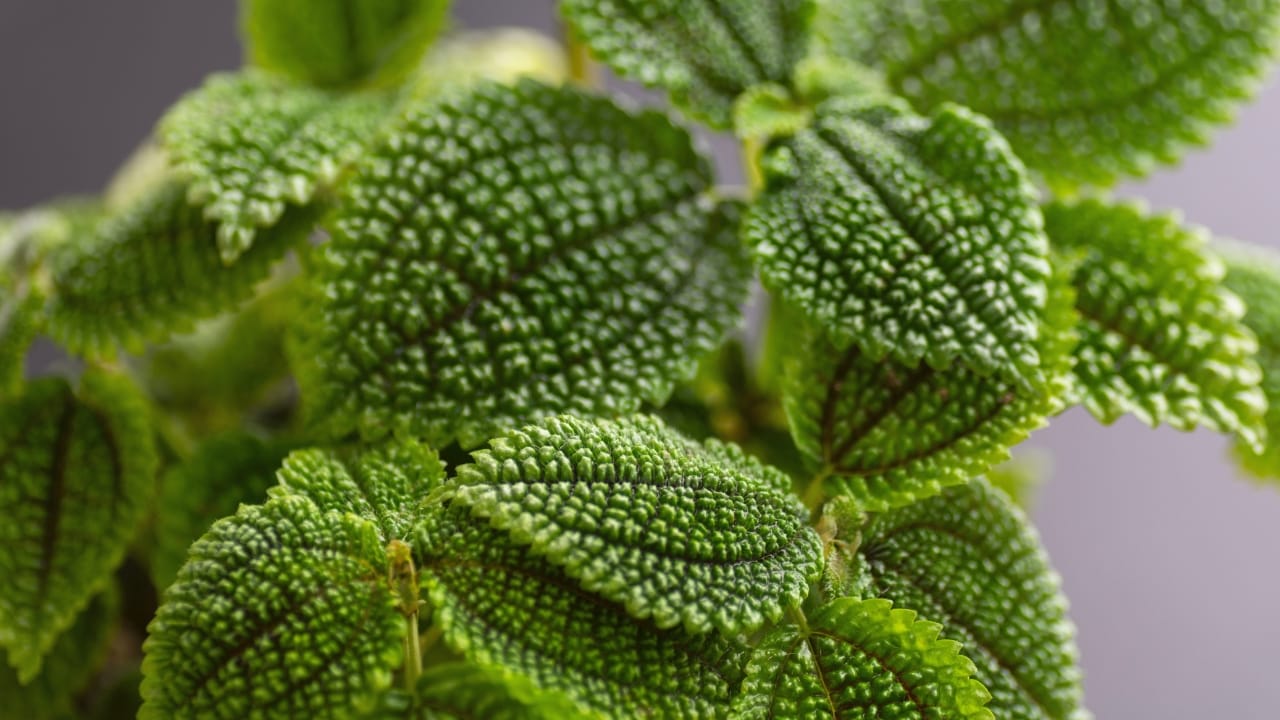 Moon Valley Pilea: 101 Plant Care Guide - Moon Valley Pilea s1759004312 2
