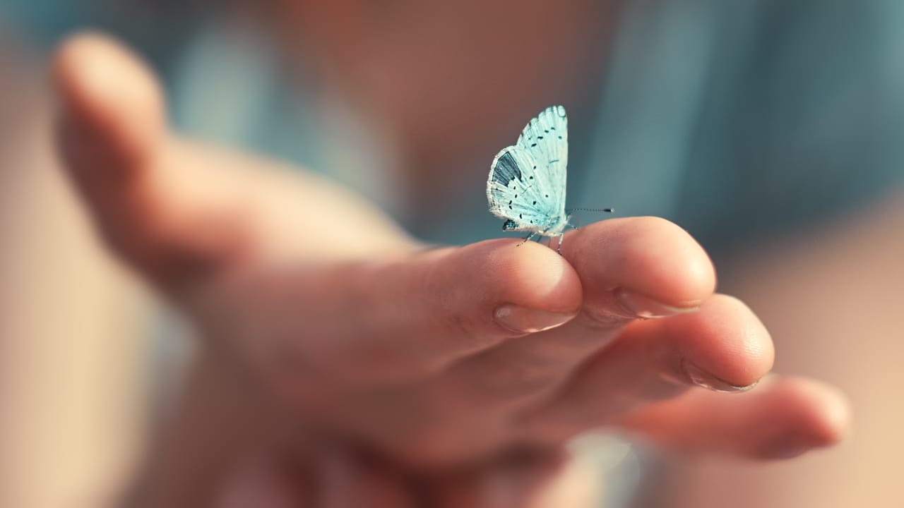 You Can Hardly Find True Blue In Nature, Here’s Why - blue butterfly s1126007870 2