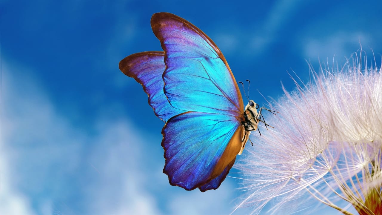 You Can Hardly Find True Blue In Nature, Here’s Why - blue butterfly s1927160003