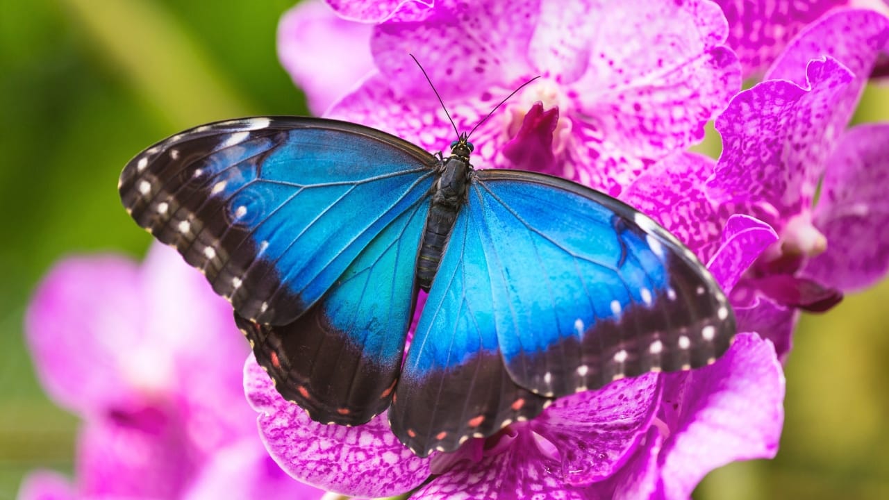 You Can Hardly Find True Blue In Nature, Here’s Why - blue butterfly s412167631
