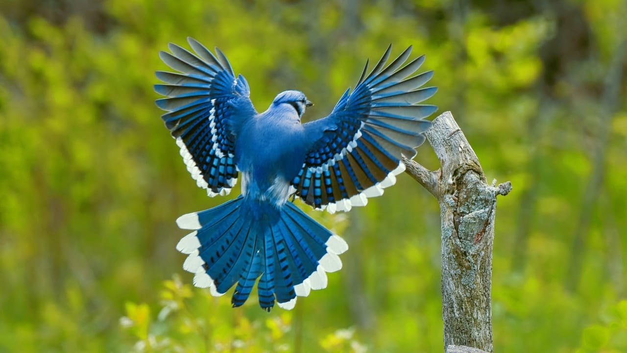 You Can Hardly Find True Blue In Nature, Here’s Why - blue jay s1423580510