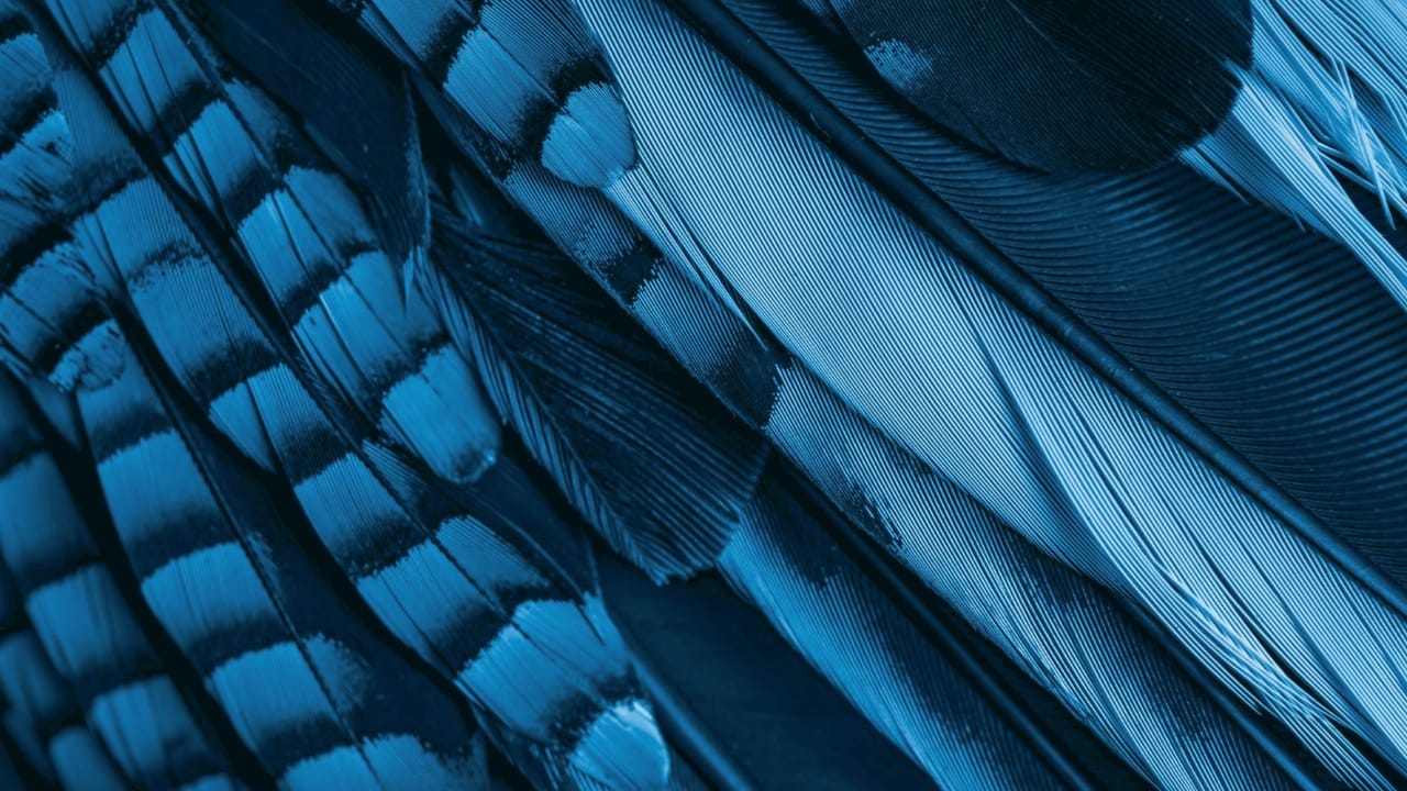 You Can Hardly Find True Blue In Nature, Here’s Why - blue jay s2177111055