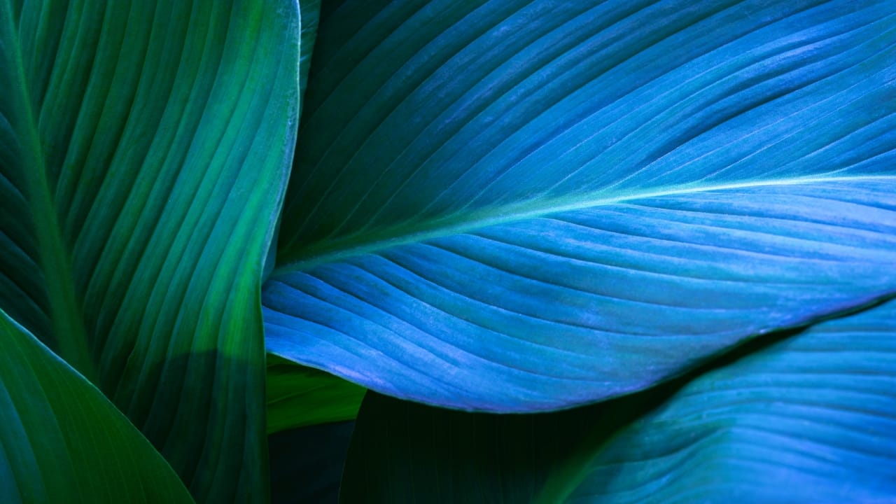 You Can Hardly Find True Blue In Nature, Here’s Why - blue plant s2211844865