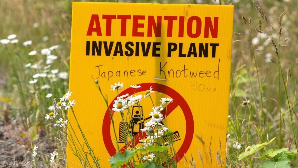 Bayer Faces Mounting Pressure Over Roundup Cancer Lawsuits - invasive plant sign s1777590785