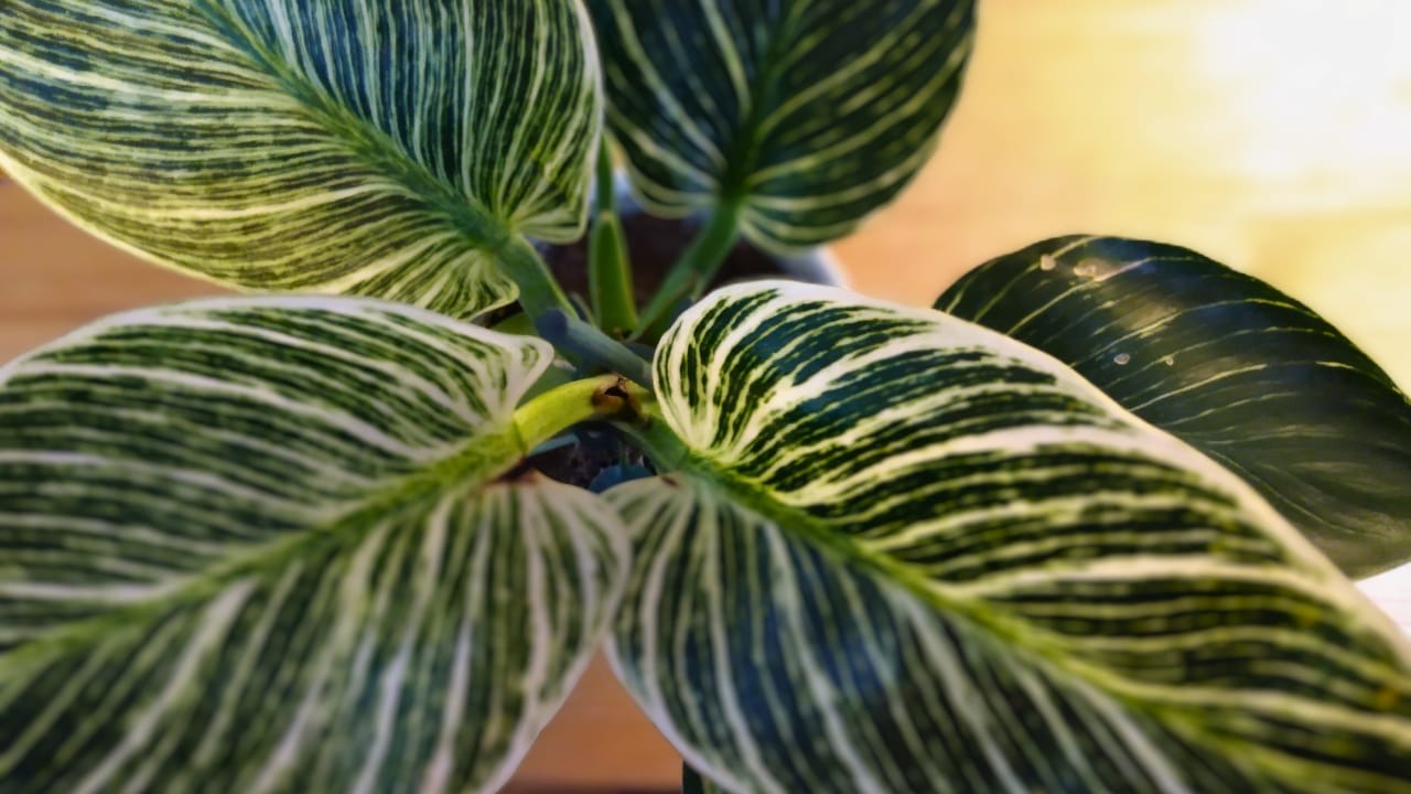 Birkin Philodendron plant closeup photo