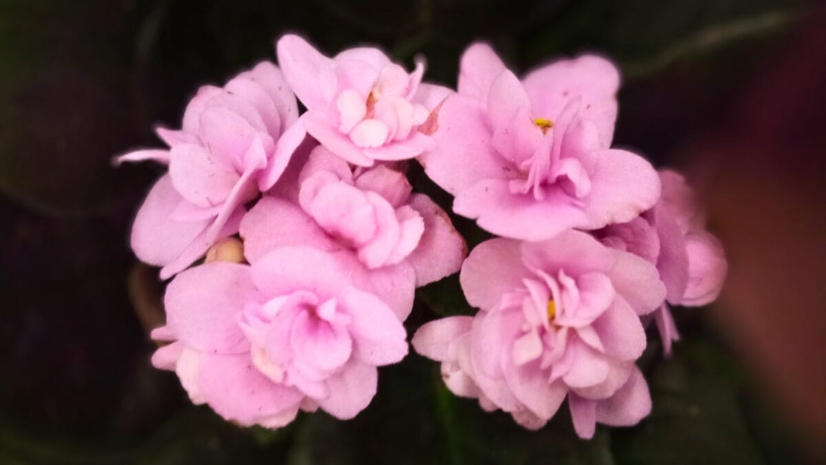 Grow & Care for African Violets Like a Pro - African violets Streptocarpus sect. Saintpaulia