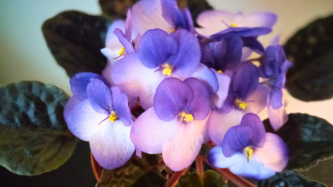 Grow & Care for African Violets Like a Pro - African violets Streptocarpus sect. Saintpaulia 2