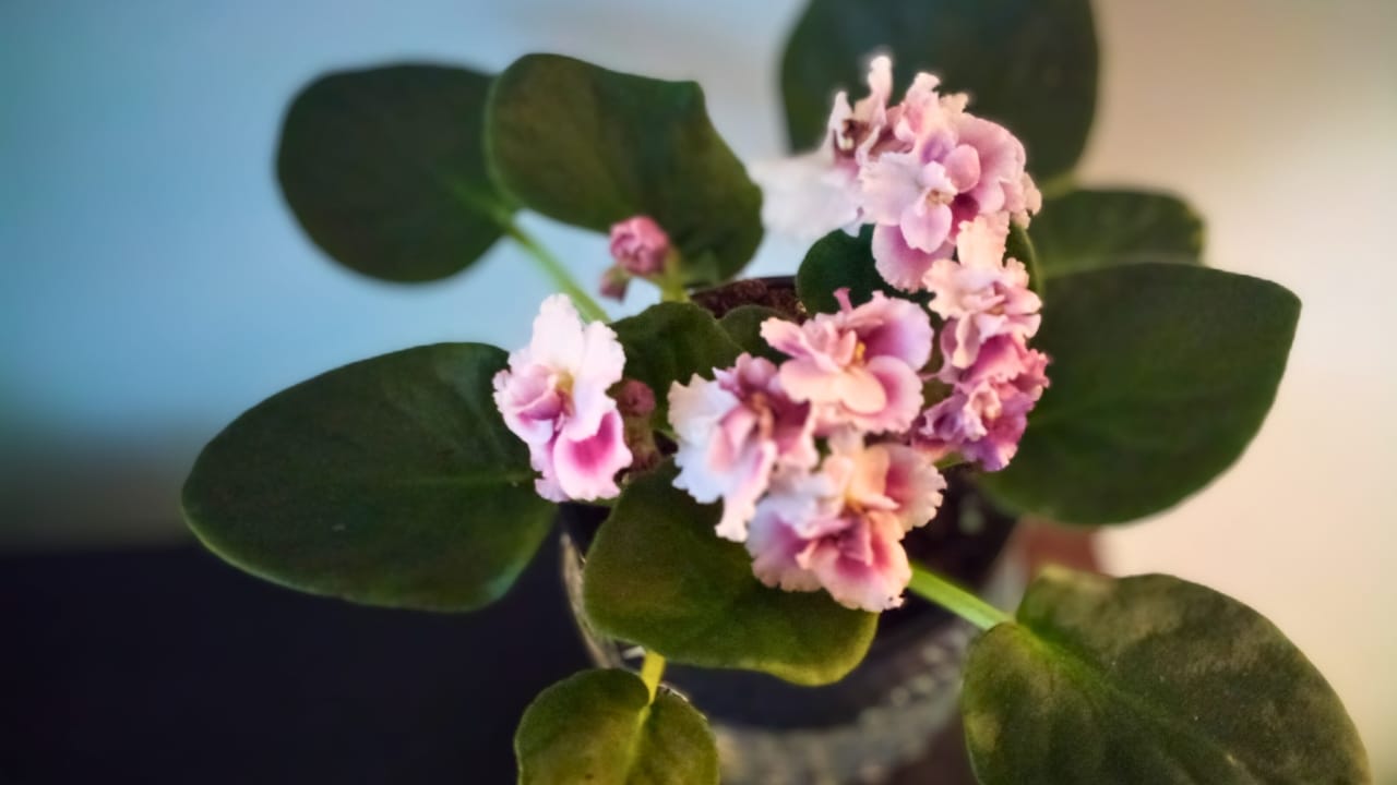 Grow & Care for African Violets Like a Pro - African violets Streptocarpus sect. Saintpaulia ss1916716181 2