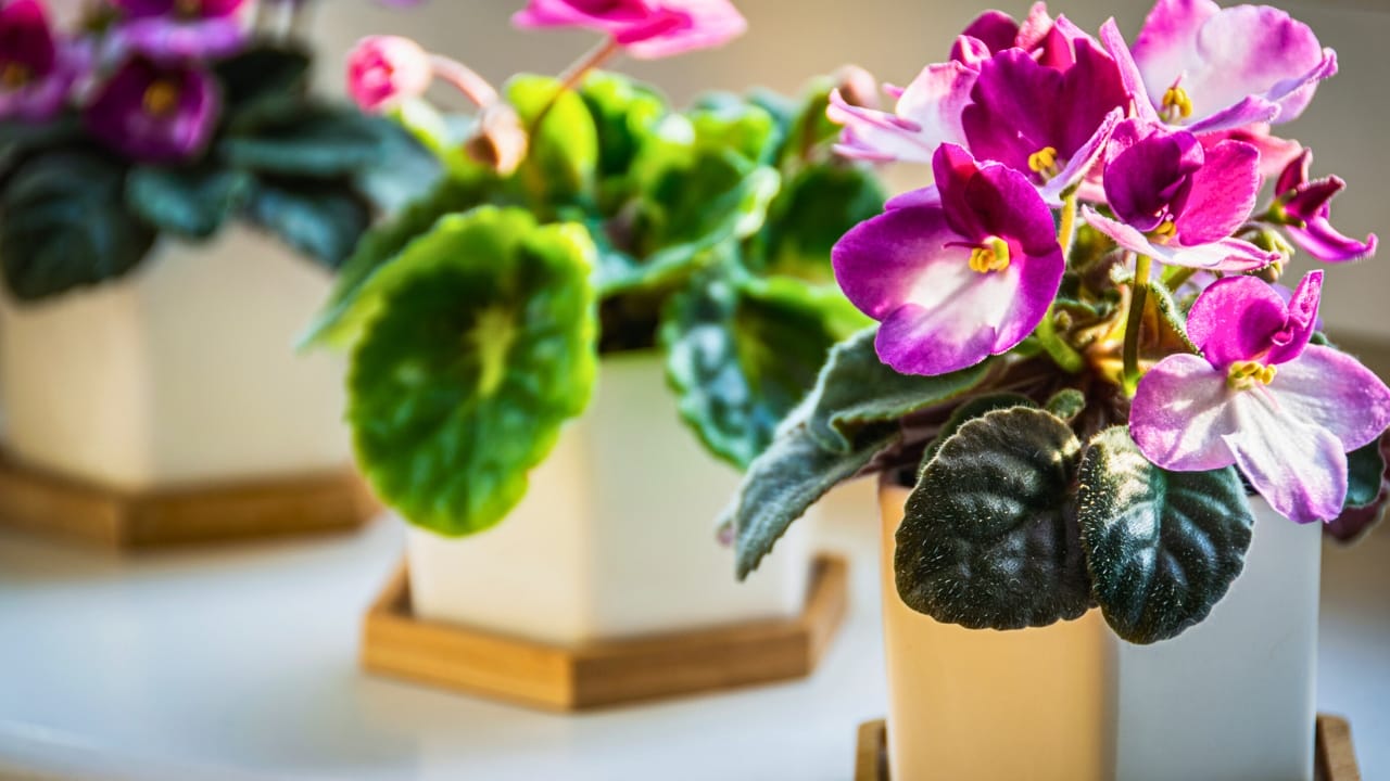 Grow & Care for African Violets Like a Pro - African violets Streptocarpus sect. Saintpaulia ss1916716181