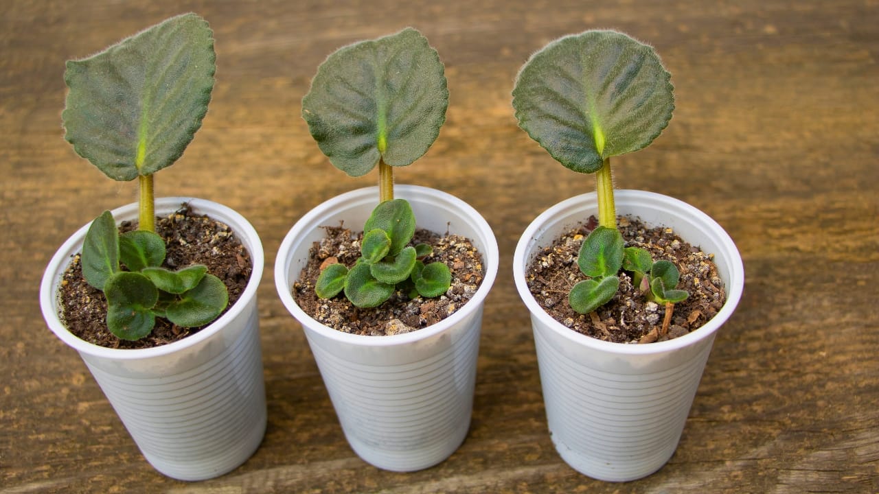 Grow & Care for African Violets Like a Pro - African violets plants ss1733913260