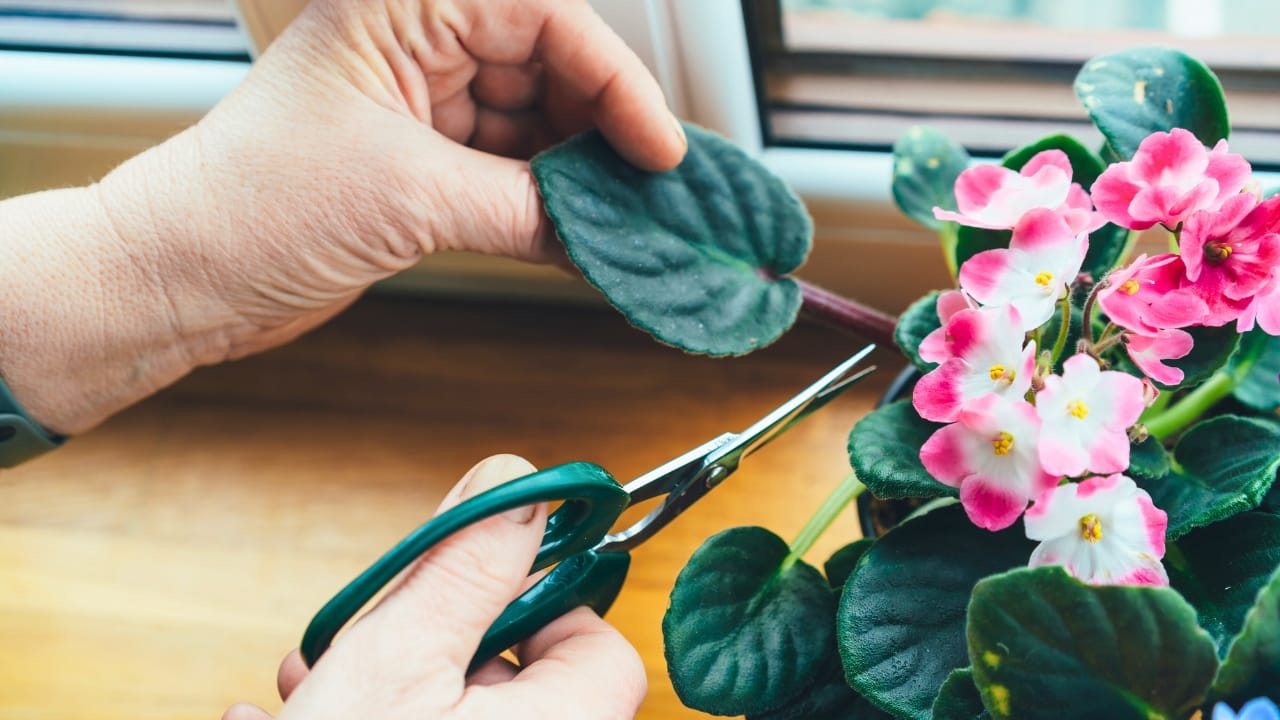Grow & Care for African Violets Like a Pro - African violets plants ss1935278276