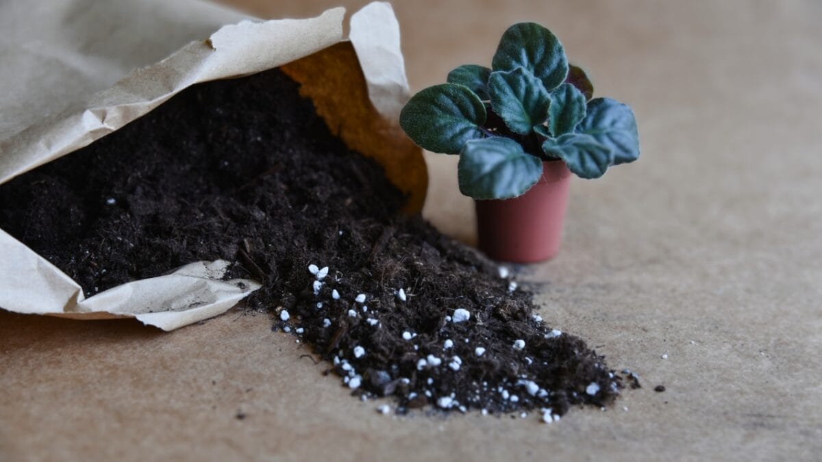 Grow & Care for African Violets Like a Pro - African violets plants ss2039796401