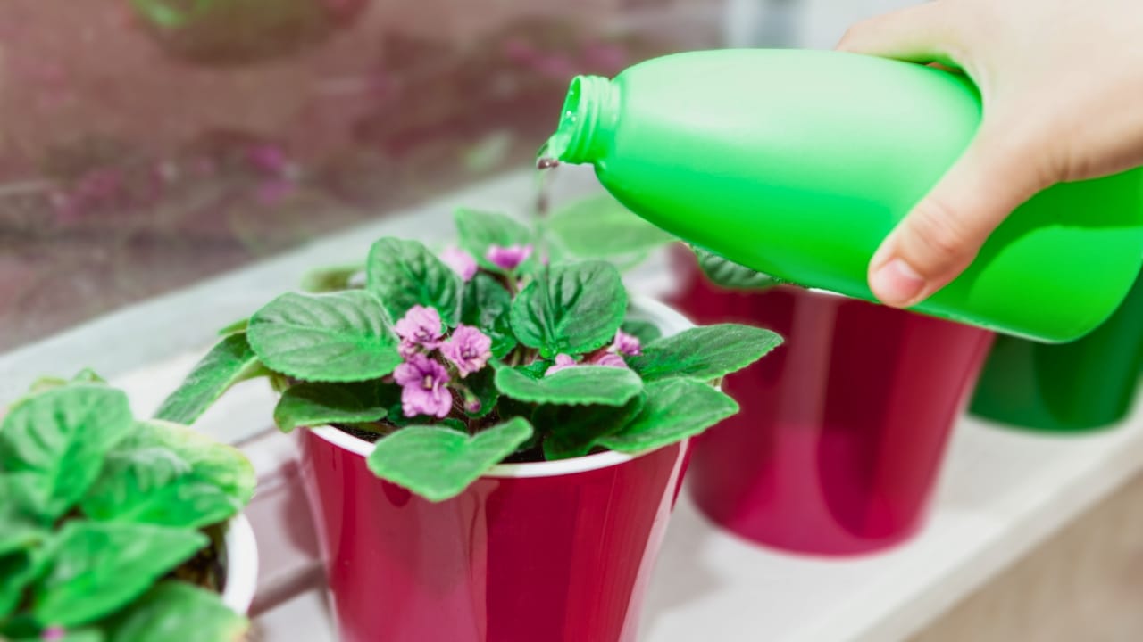 Grow & Care for African Violets Like a Pro - African violets plants ss2044582718