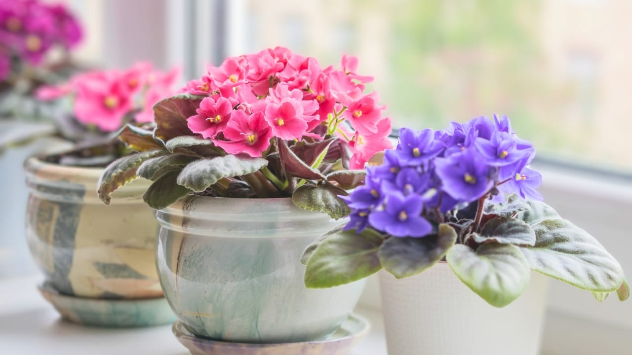 Grow & Care for African Violets Like a Pro - African violets plants