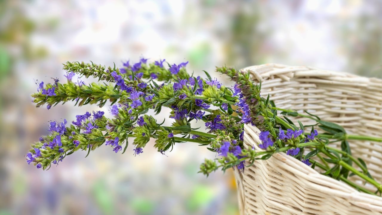 A Promising Herb for Respiratory Health & Other Medicinal Uses: Anise Hyssop - Anise Hyssop ss1143897269