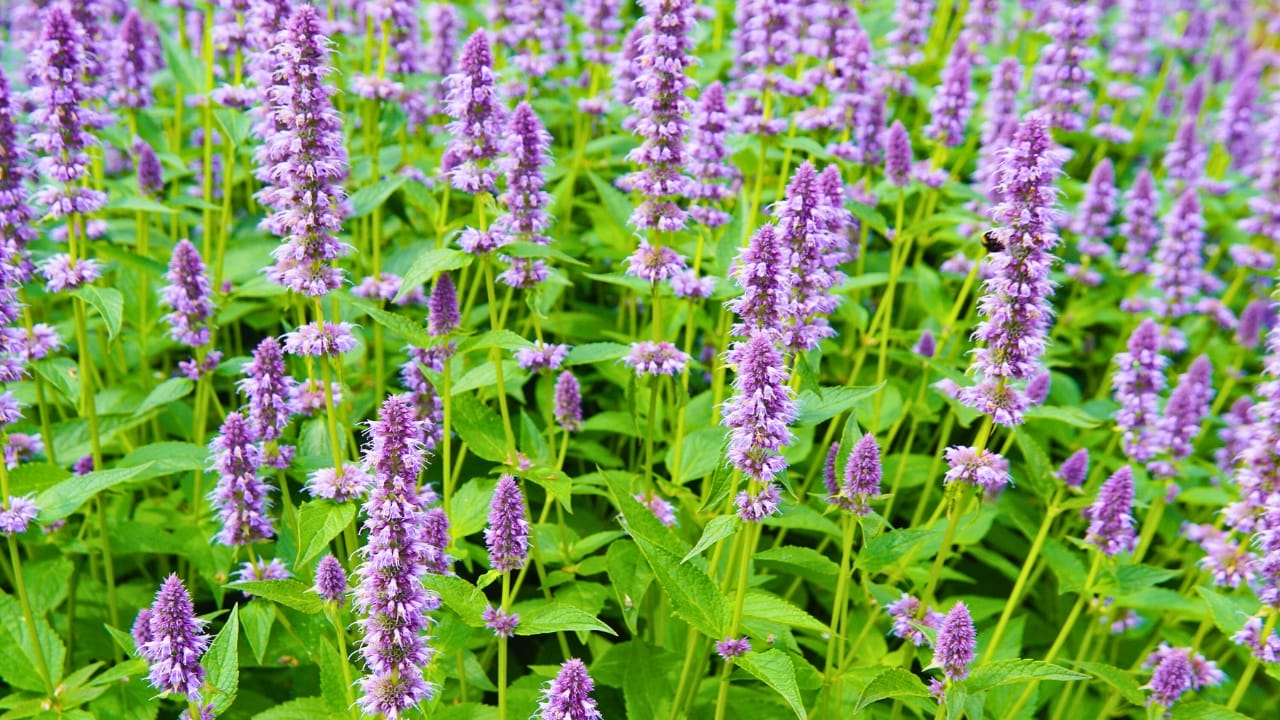 This Purple Plant is a Magnet for Hummingbirds & Butterflies 2 This Purple Plant is a Magnet for Hummingbirds & Butterflies - Anise Hyssop ss1455629018