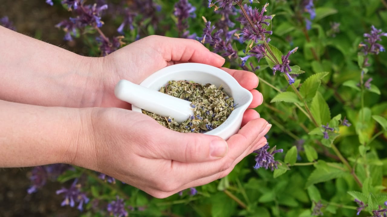 A Promising Herb for Respiratory Health & Other Medicinal Uses: Anise Hyssop - Anise Hyssop ss1526625569
