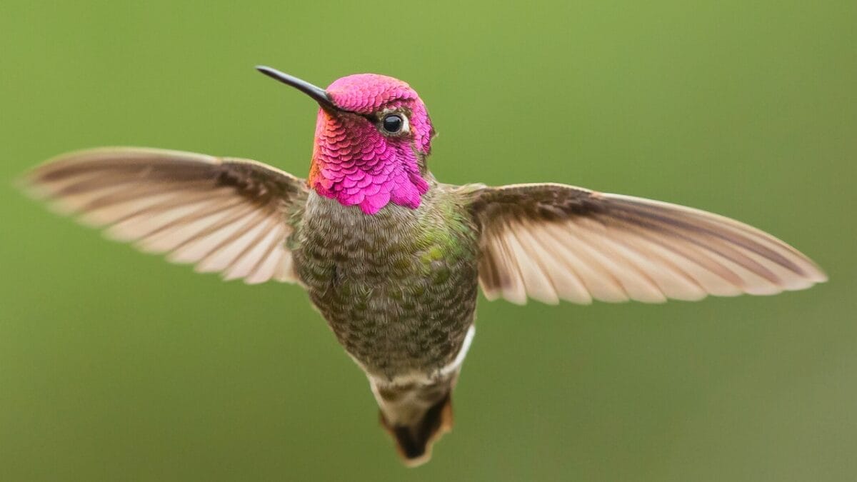 Tiny Jewels of Texas: A Guide to the State's Hummingbird Species - Annas Hummingbird ss392807101