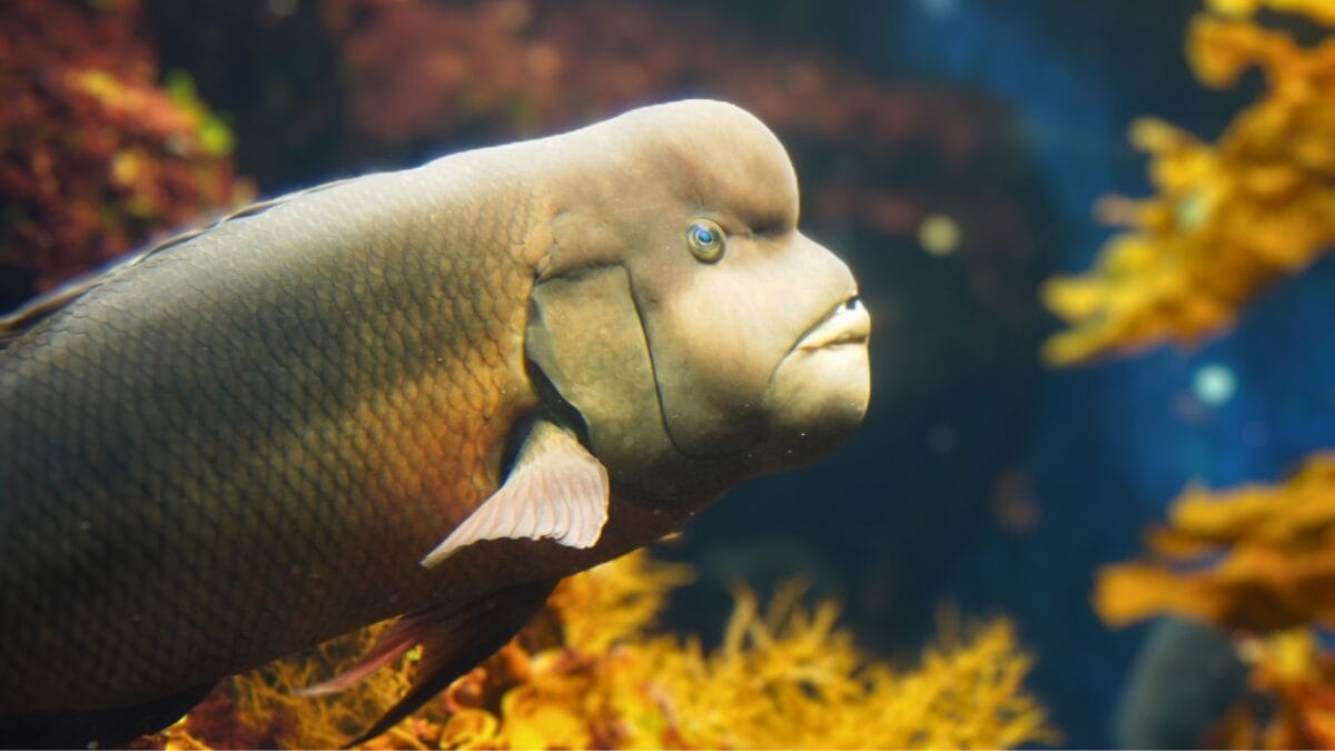 15 Bizarre & Unique Fish from Around the World - Asian Sheepshead Wrasse ss1403056520