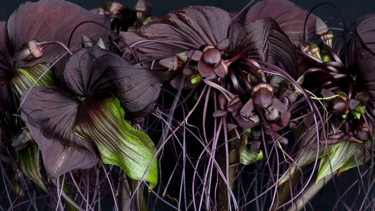 15 Striking Naturally Black Flowers to Add Mystery & Drama - Bat Orchid ss1782453575