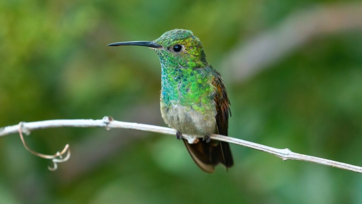 16 Enchanting Types of Hummingbirds Found in U.S. - Berylline Hummingbird ss1952371894