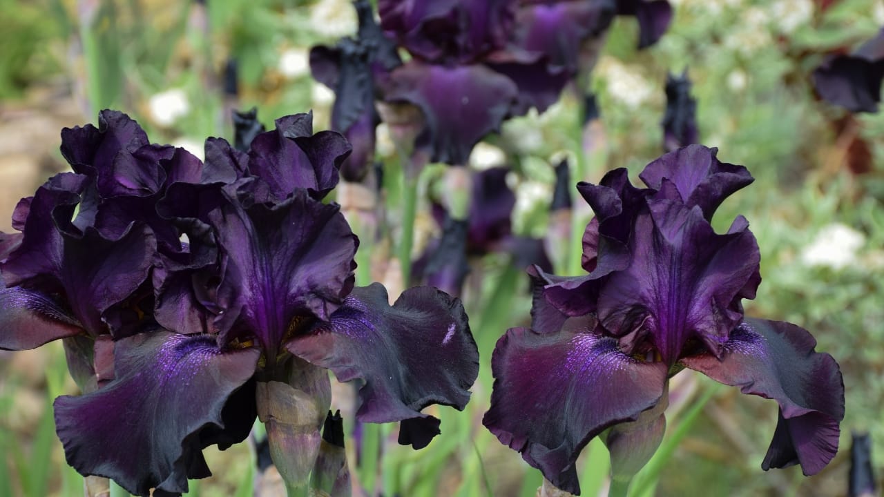 Black Bearded Iris 