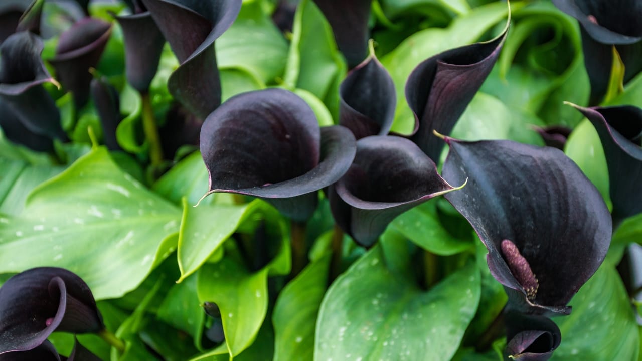 Black Calla Lily