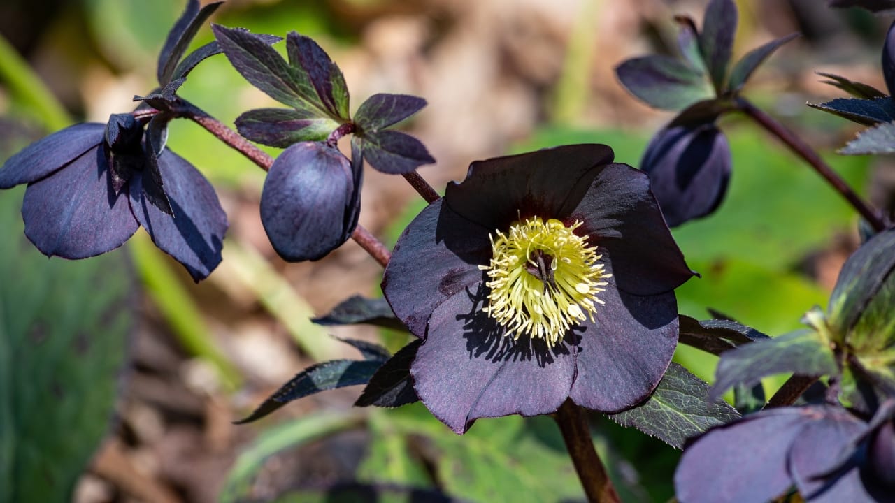 15 Striking Naturally Black Flowers to Add Mystery & Drama - Black Hellebore ss2286294273