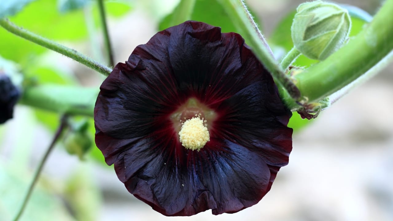 15 Striking Naturally Black Flowers to Add Mystery & Drama - Black Hollyhock ss2222748741