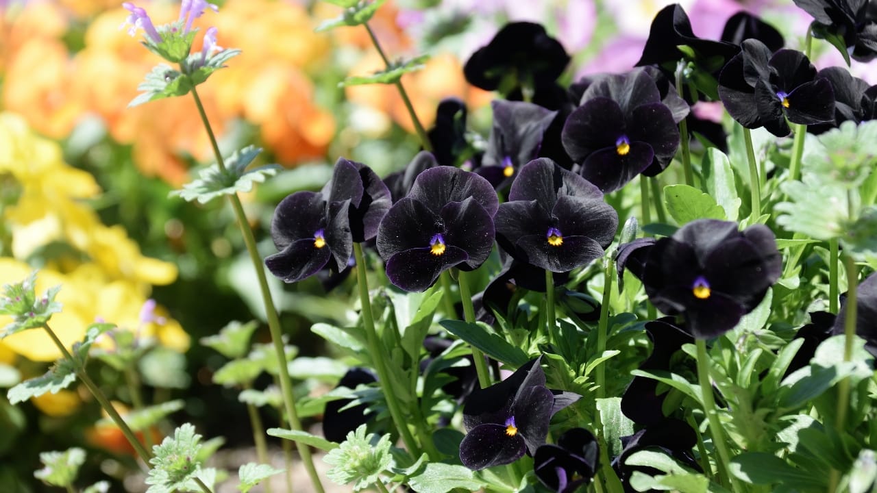 15 Striking Naturally Black Flowers to Add Mystery & Drama - Black Pansy ss1392154505