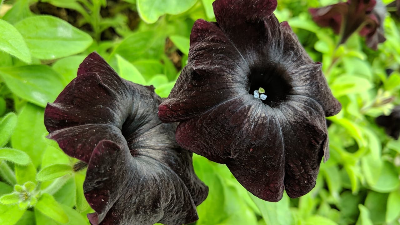 15 Striking Naturally Black Flowers to Add Mystery & Drama - Black Petunia ss1397963111
