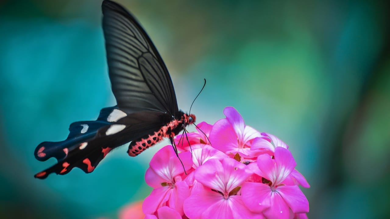 14 Butterfly-Magnet Plants to Turn Your Garden Into a Fluttering Wonderland - Black buttefly on magenta flower pollen ss366031838