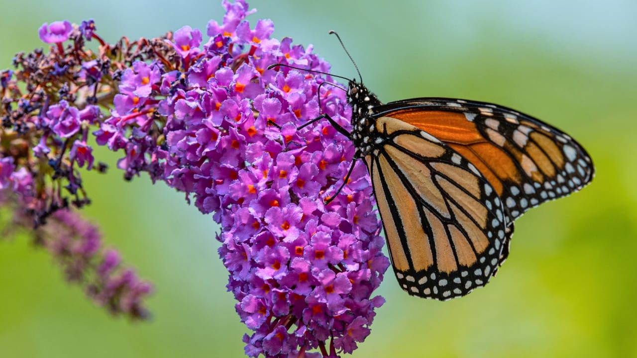 10 Reasons Why You Should Never Plant Butterfly Bush - Butterfly Bush ss2012234600