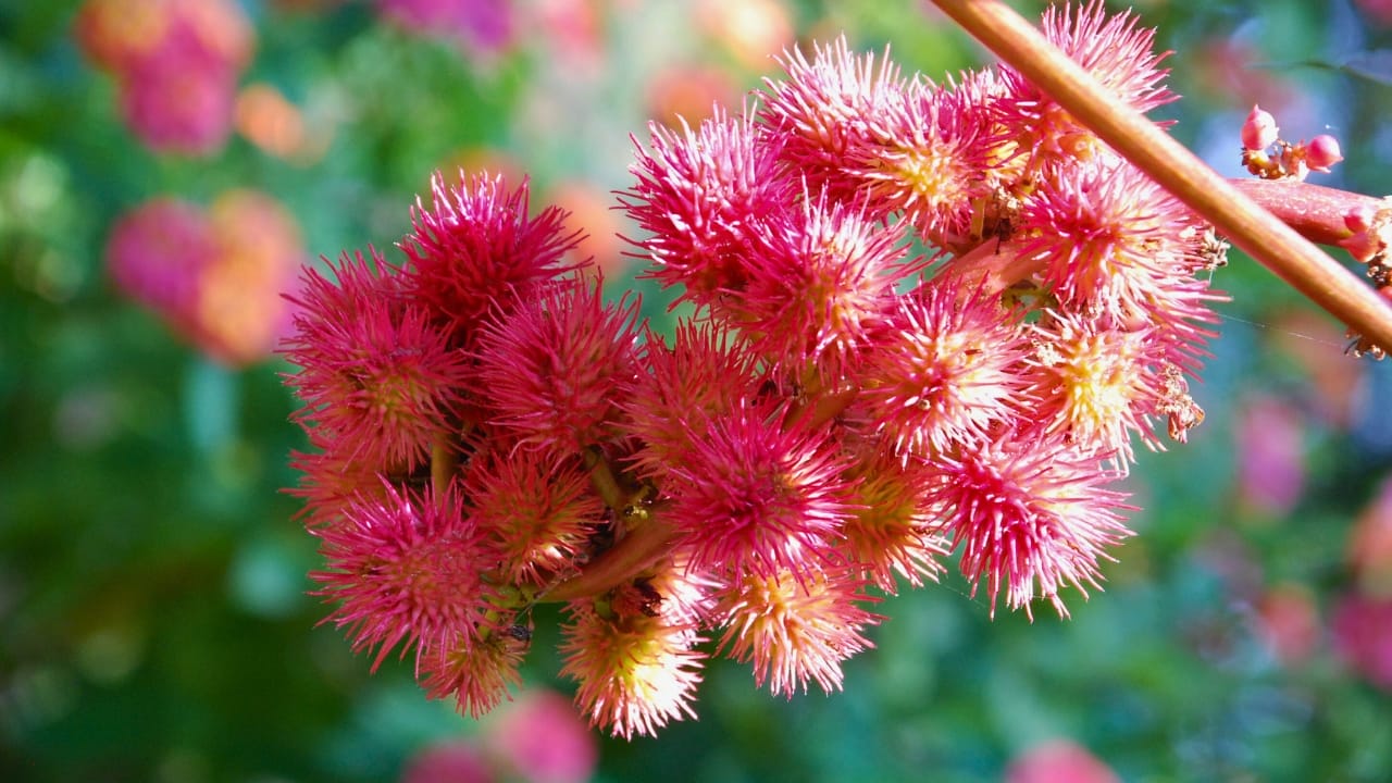 23 Deadly Plants to NEVER Touch: Linked to Over 21,400 Poisoning Cases - Castor Oil plant ss1093861430