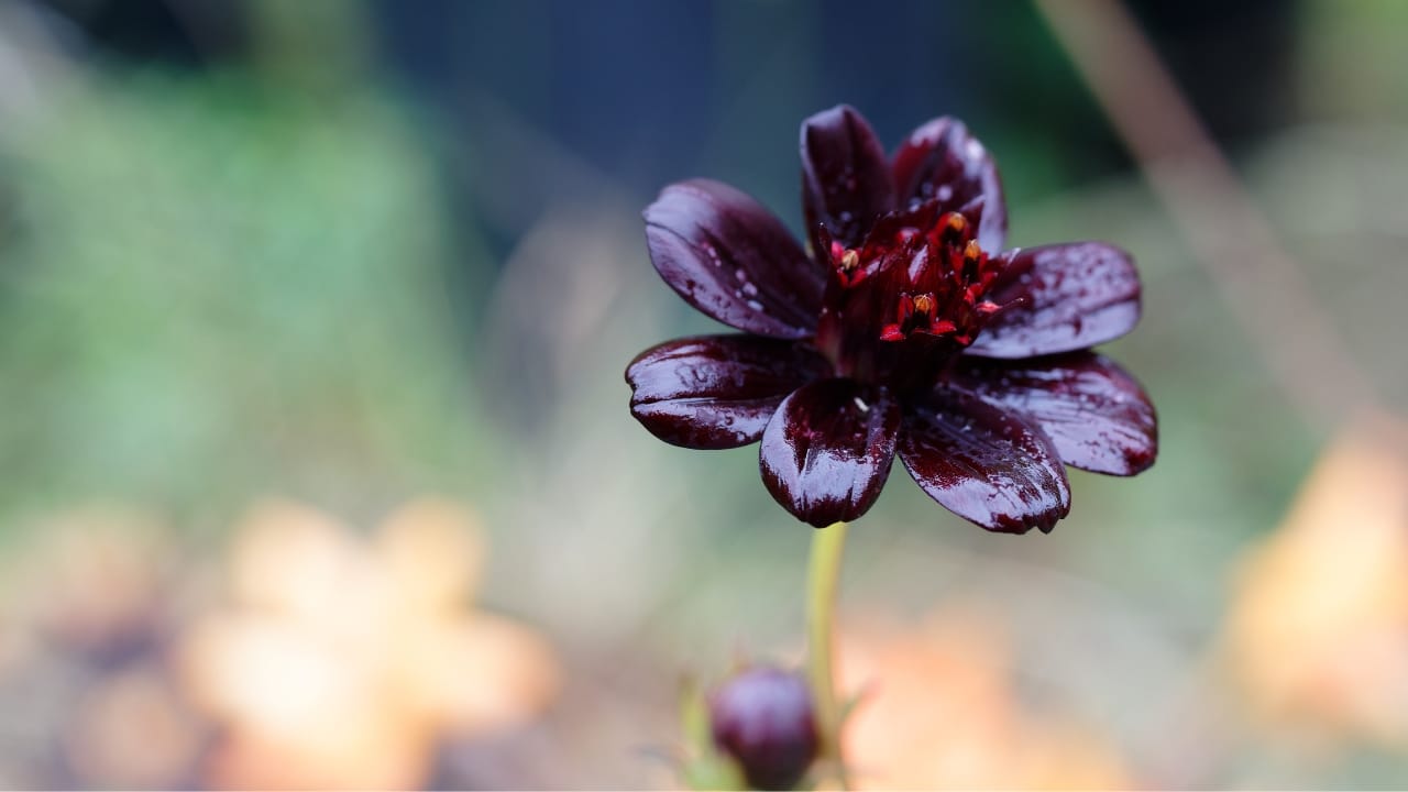 15 Striking Naturally Black Flowers to Add Mystery & Drama - Chocolate Cosmos ss2010995027