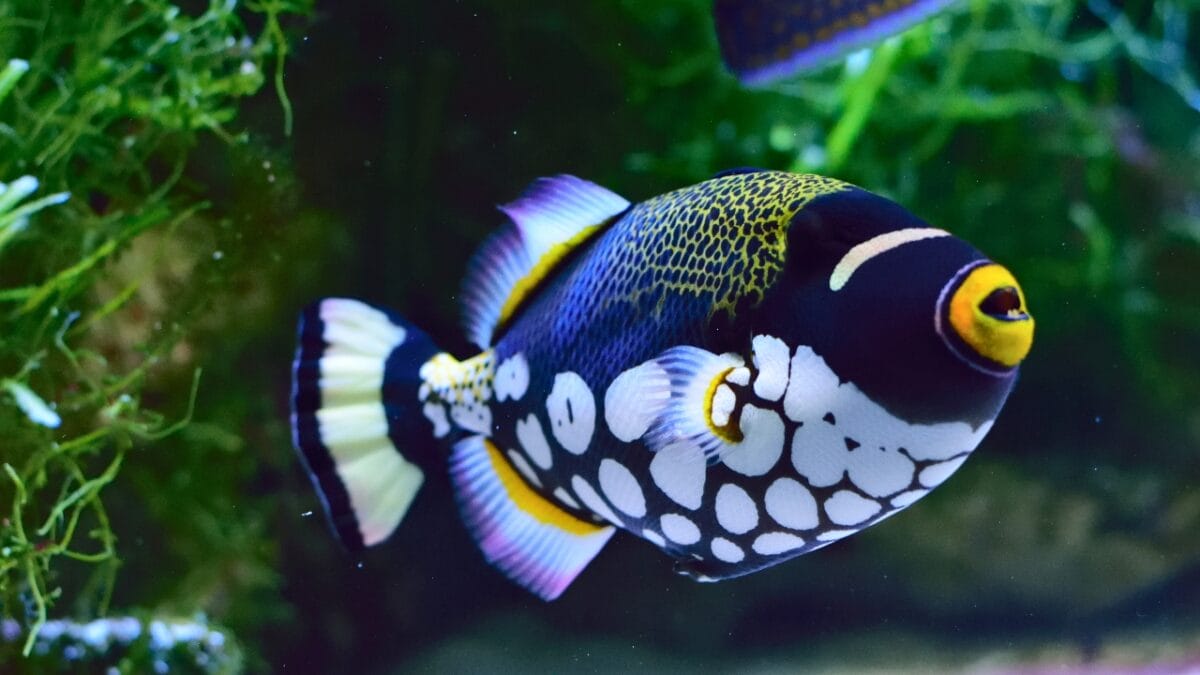 15 Bizarre & Unique Fish from Around the World - Clown Triggerfish ss1375873475