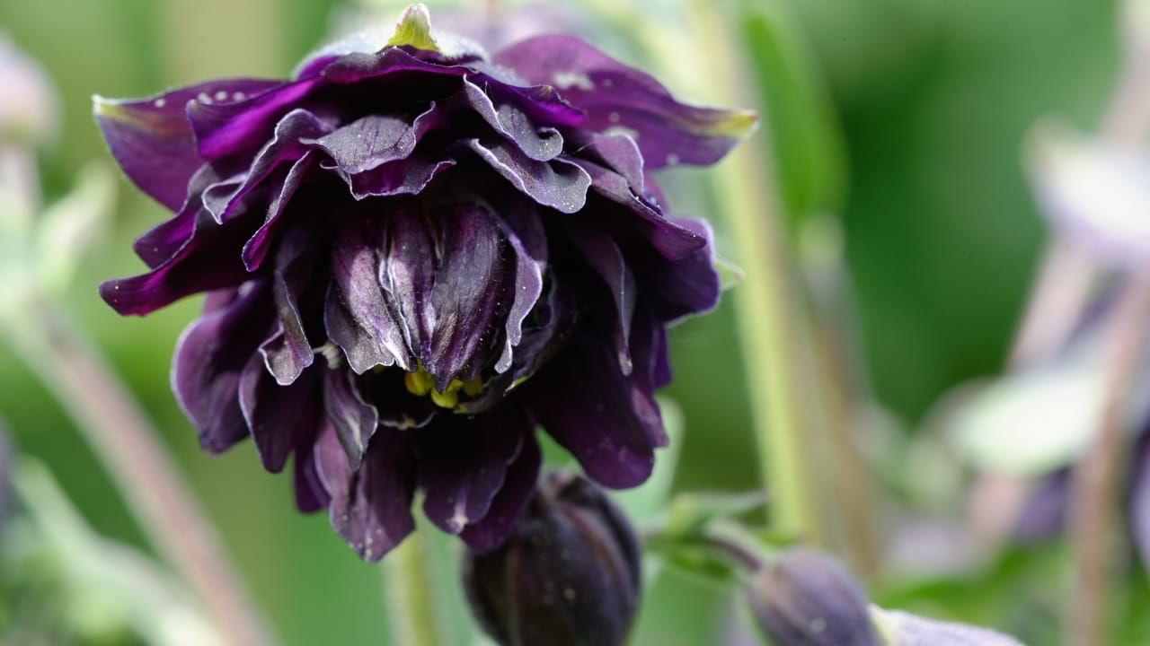 15 Striking Naturally Black Flowers to Add Mystery & Drama - Columbine Black Barlow ss2161372521