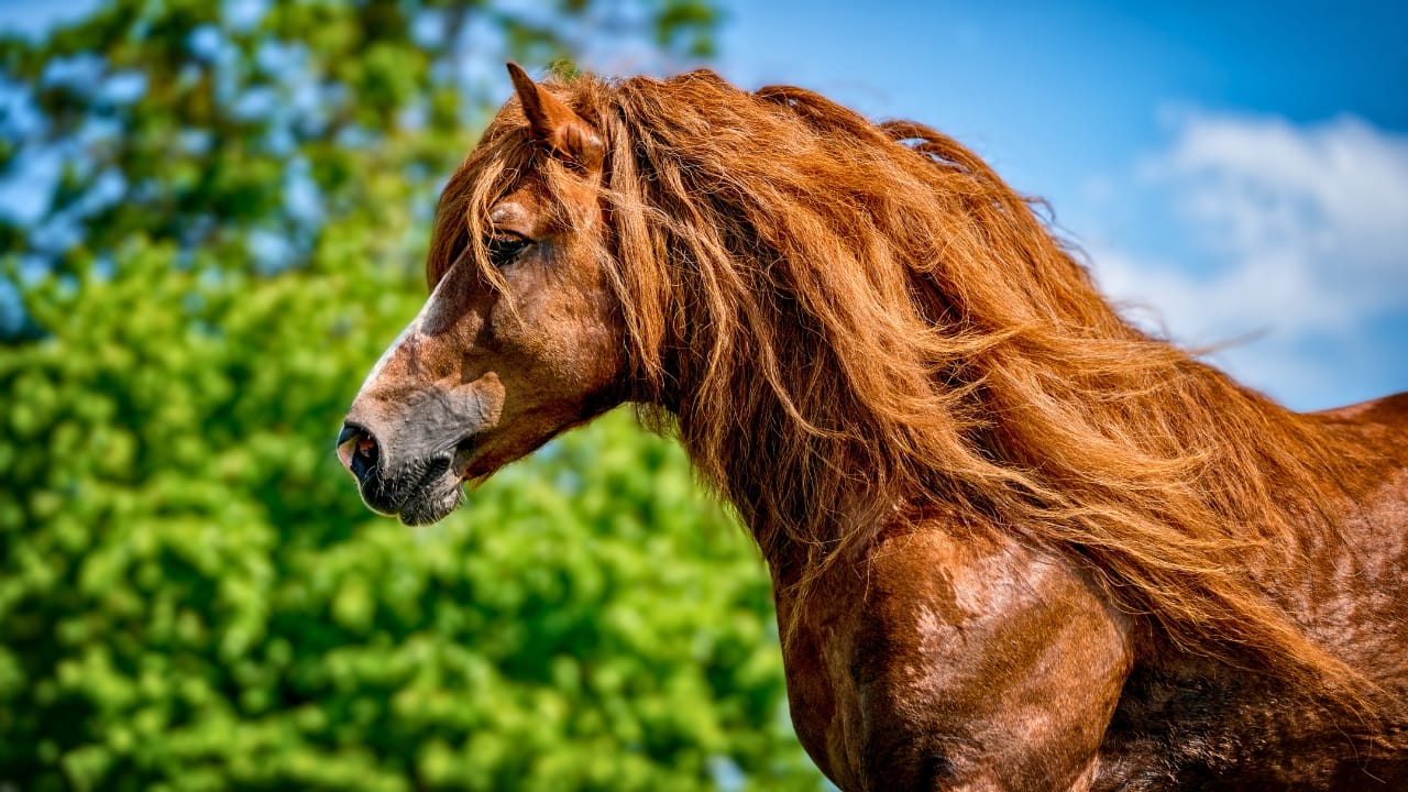 8 Largest Horse Breeds in the World - Czech Coldblood Horse ss1935257318