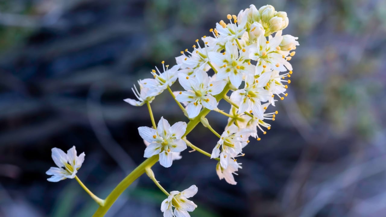 23 Deadly Plants to NEVER Touch: Linked to Over 21,400 Poisoning Cases - Death Camas ss1611035509