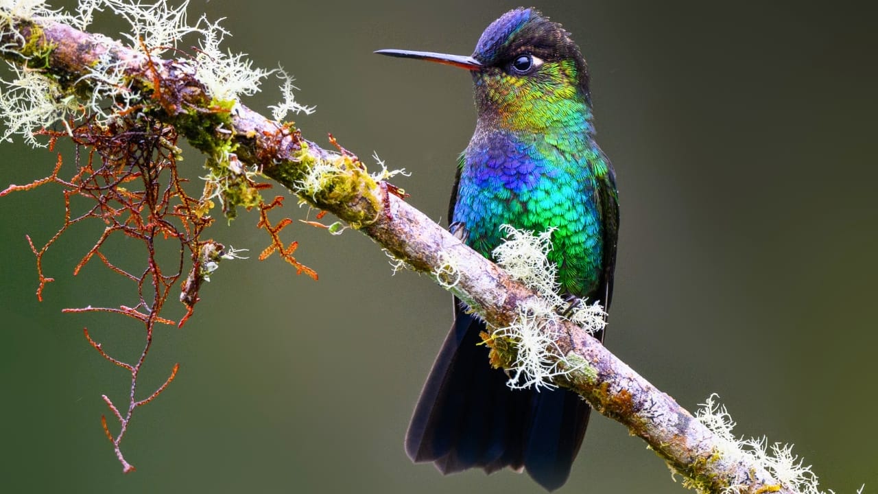 16 Enchanting Types of Hummingbirds Found in U.S. - Fiery throated Hummingbird ss2321023225