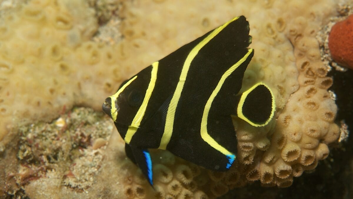 15 Bizarre & Unique Fish from Around the World - French angelfish ss77184433