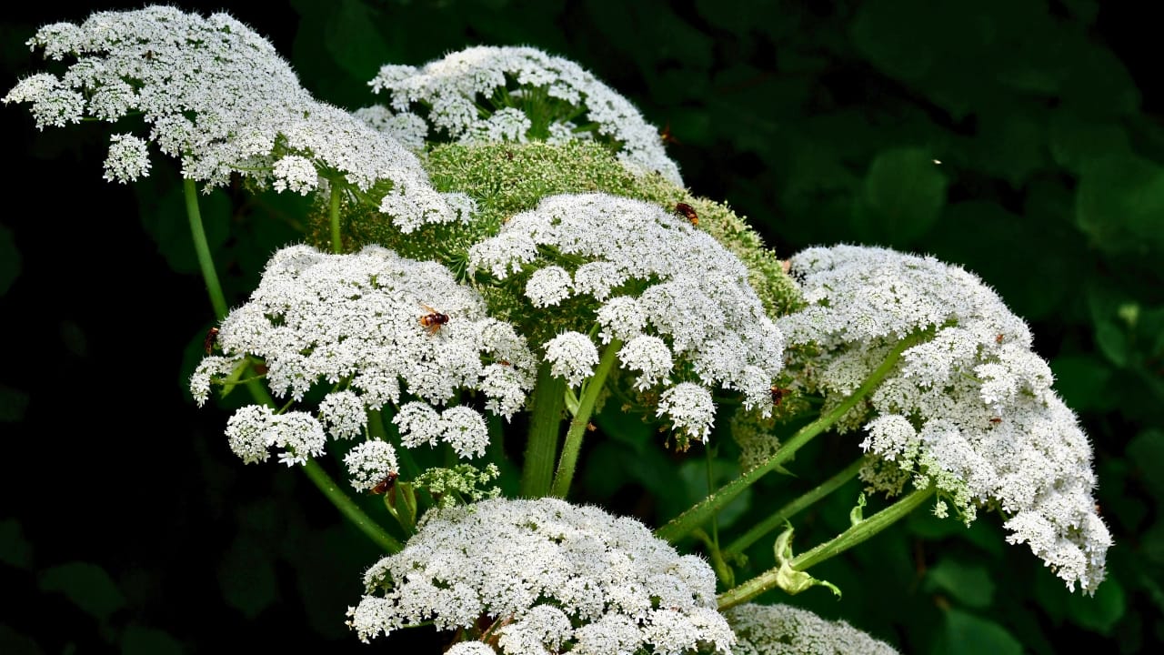 23 Deadly Plants to NEVER Touch: Linked to Over 21,400 Poisoning Cases - Giant Hogweed ss2326968407